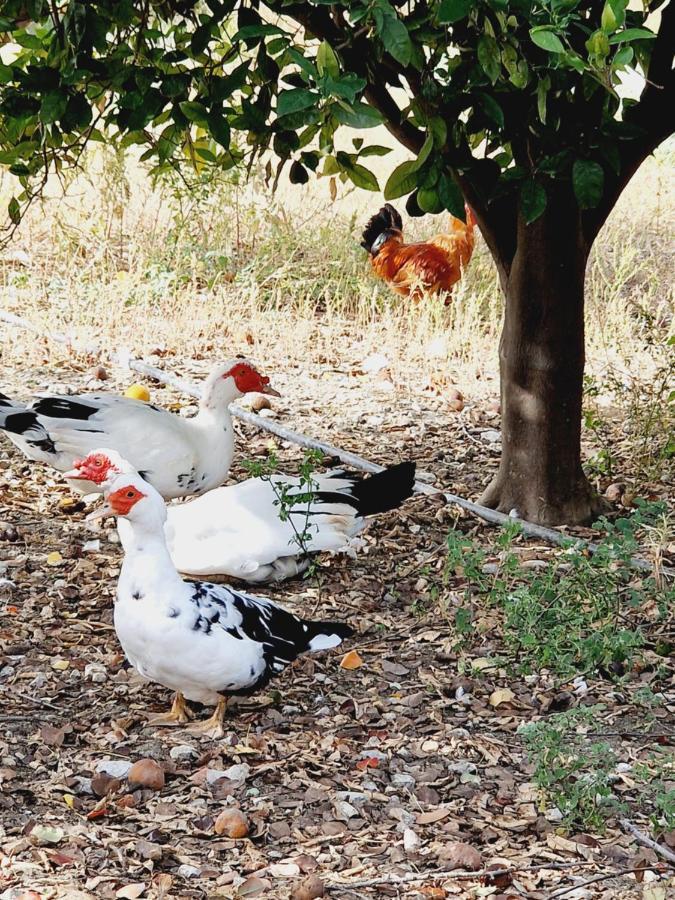 Villa Kavalino コリンビア エクステリア 写真